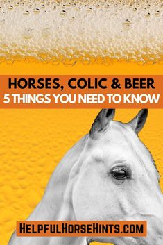 a white horse standing in front of a yellow background with the words horses, colc & beer 5 things you need to know