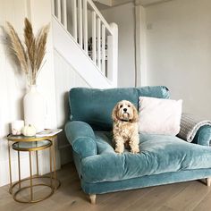 a dog is sitting on a blue couch