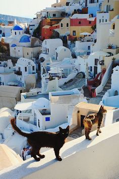 two cats standing on the edge of a building with white buildings in the background and blue domes