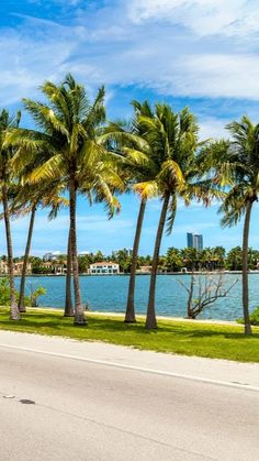 palm trees line the side of an empty road near water and buildings in the background