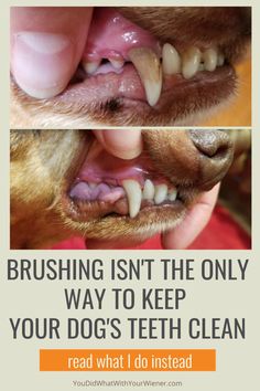 a dog's teeth are shown with the caption brushing isn't the only way to keep your dog's teeth clean