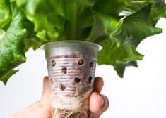 a person holding up a potted plant with roots attached to the top of it