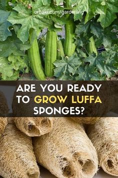 there are many different types of vegetables growing in the garden and text reads are you ready to grow luffa sponges?