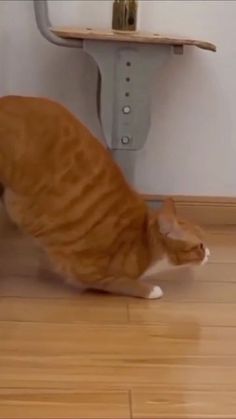 an orange and white cat standing on top of a hard wood floor next to a wall