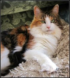 a calico cat laying on top of a fluffy rug next to a green chair