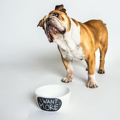 a brown and white dog standing next to a bowl with the word want more written on it