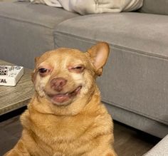 a dog sitting on the floor in front of a couch with a remote control next to it