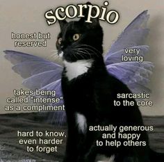 a black and white cat sitting on top of a bed with the caption scorpio