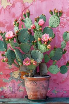 a potted cactus with pink flowers on a table in front of a painted wall