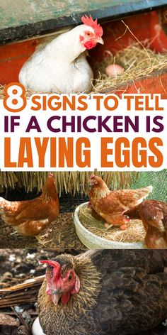 chickens in their coop with the words 8 signs to tell if a chicken is laying eggs