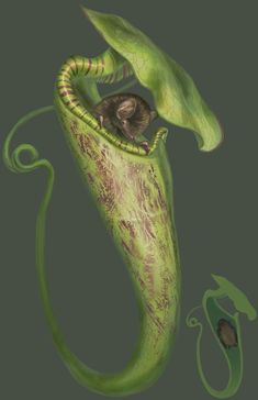 a drawing of a green plant with a mouse in it's pod, on a black background