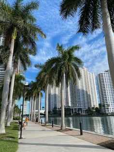 palm trees line the sidewalk in front of some tall buildings and water on a sunny day