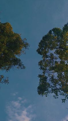 the sky is very blue and there are many trees