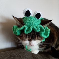 a cat wearing a green crocheted hat with eyes