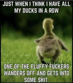 an image of a duck in the grass with caption that reads, just when i think i have all my ducks in a row