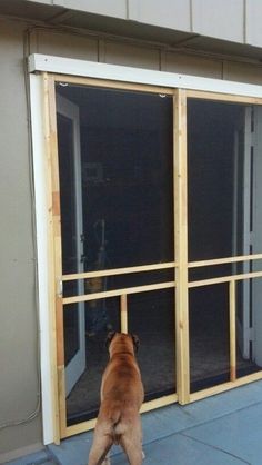 a large brown dog standing on top of a blue floor next to a sliding glass door