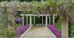 an outdoor garden with purple flowers growing on the walls and in the middle of it