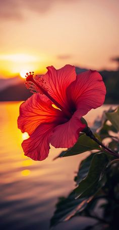 a pink flower sitting on top of a lush green leaf covered tree next to the ocean