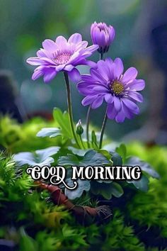 two purple flowers sitting on top of a green moss covered ground with the words good morning