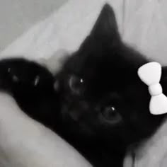 a small black kitten laying on top of a bed