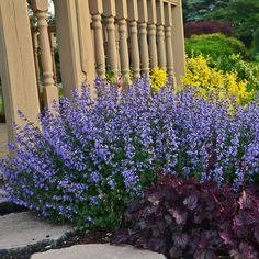 purple flowers are growing in the garden next to a yellow fence and stone walkway with steps