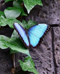 a blue butterfly sitting on top of a green leafy plant next to a rock