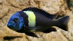 a blue and yellow fish swimming in an aquarium