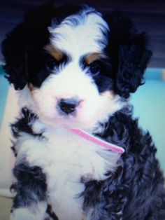 a small black and white dog with a pink collar sitting on the floor in front of a blue wall