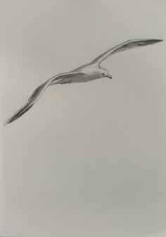 a drawing of a bird flying in the sky with it's wings spread out