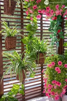 some plants are hanging on the side of a window