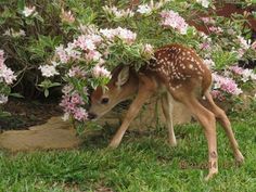 a small deer is hiding under some flowers