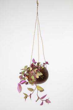 a potted plant hanging from a rope with purple flowers on the top and green leaves below