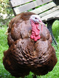 a large turkey standing next to a park bench