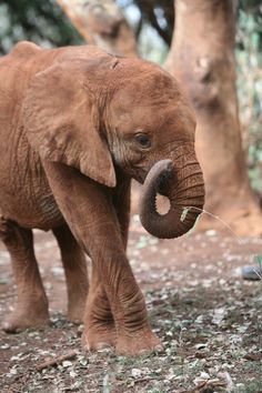 an elephant standing on top of a dirt field