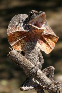 a lizard with its mouth open sitting on a branch