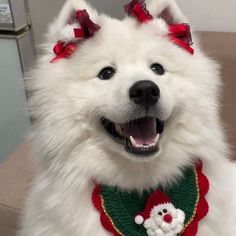 a white dog wearing a christmas sweater with a santa clause on it's chest