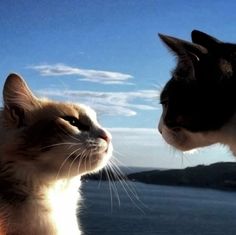 Two cats, one orange and one black and white, look at each other with loving eyes. The background portrays a blue and cloudy sky, following a calm ocean and a dark green island. In the original photo, the cats kiss. Cats Loving Each Other, Cats Looking At Each Other, 2 Cats In Love, 2 Cats Together, Two Cats Together, Cats Kissing, Two Cats In Love, Cats Dating, Cat In Love