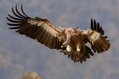 a large bird flying through the air with it's wings spread