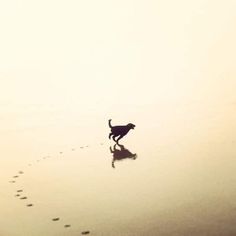 a dog is walking on the beach with its paw in the sand and footprints behind it