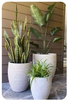 three large potted plants sitting on top of a stone floor next to a house