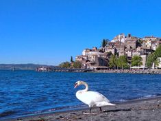 a white swan standing on top of a beach next to the ocean with houses in the background