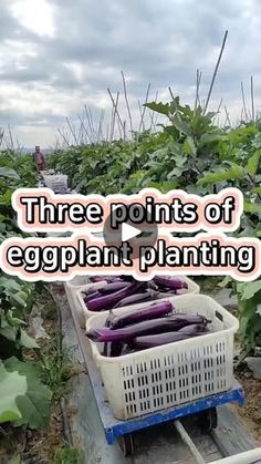 16K views · 277 reactions | #garden #gardening #gardeningtips #gardening101 #gardentips #planting #planttips #agriculture #farming | Gardening Grow