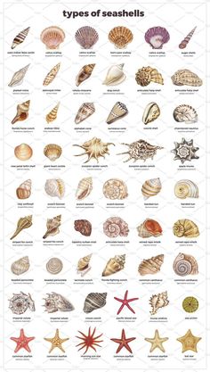 the types of seashells and their names are shown in this poster, which shows them