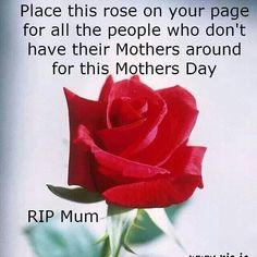 a red rose on a white background with the words, happy mother's day