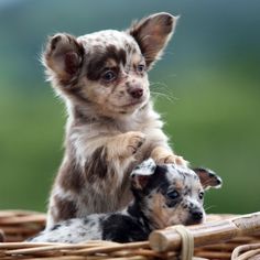 two puppies are sitting in a basket on top of each other and one is looking at the camera