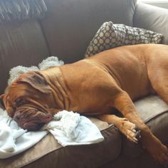 a large brown dog laying on top of a couch next to a pillow and blanket