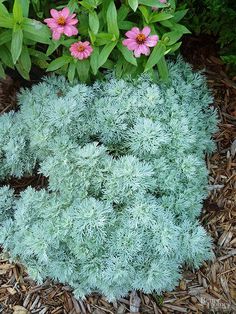 some pink flowers and green plants in the dirt