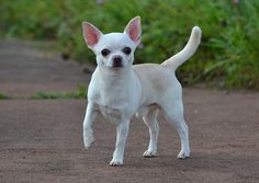 a small white dog standing on top of a dirt road