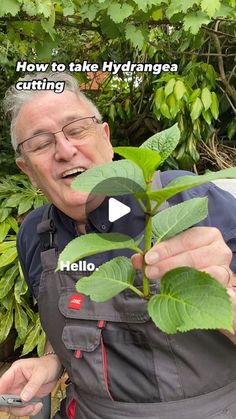 an older man holding up a plant with words on it that read how to take hydrangea cutting