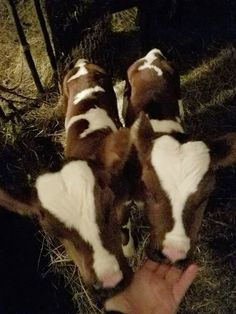 three brown and white cows standing next to each other on top of hay covered ground